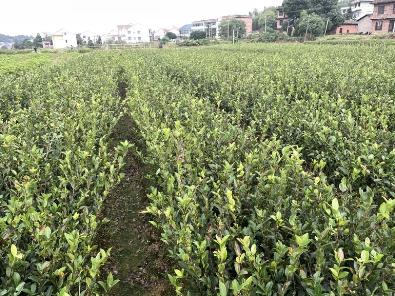 湘林、长林三华小杯苗大杯苗裸根苗都有