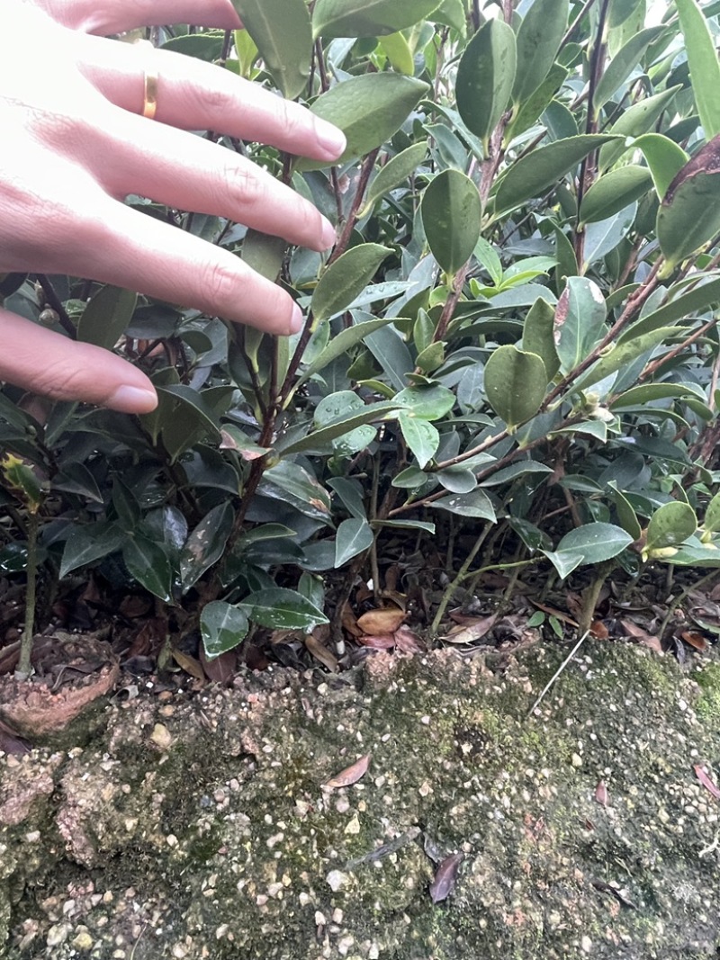 湘林、长林三华小杯苗大杯苗裸根苗都有