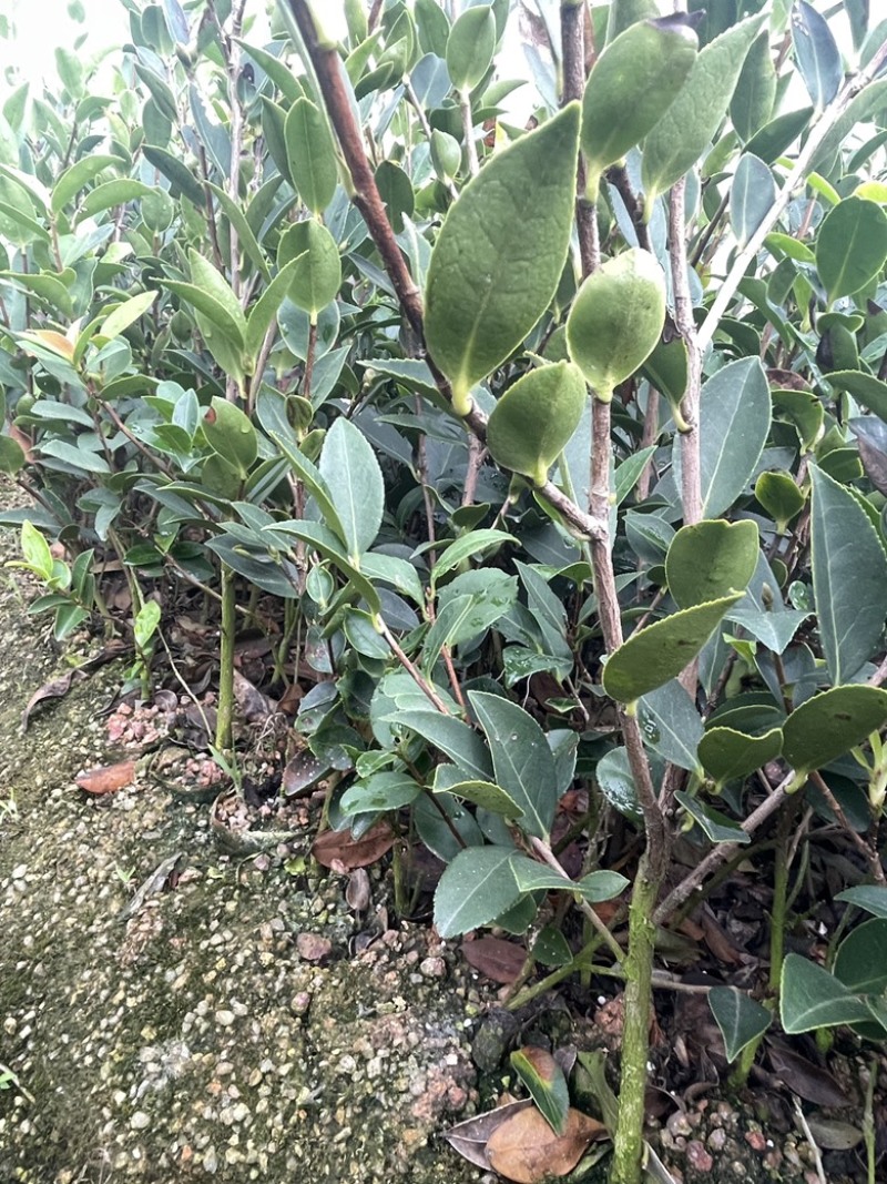 湘林、长林三华小杯苗大杯苗裸根苗都有