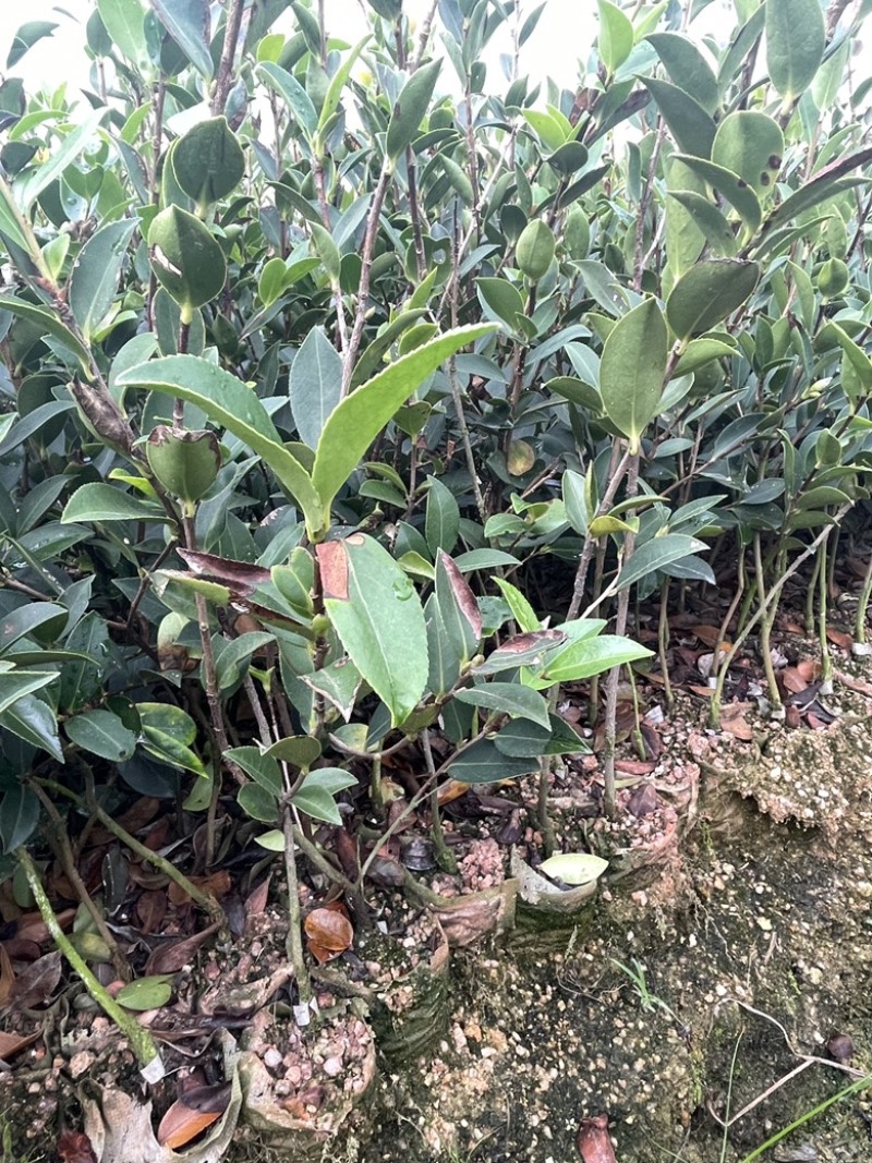 湘林、长林三华小杯苗大杯苗裸根苗都有