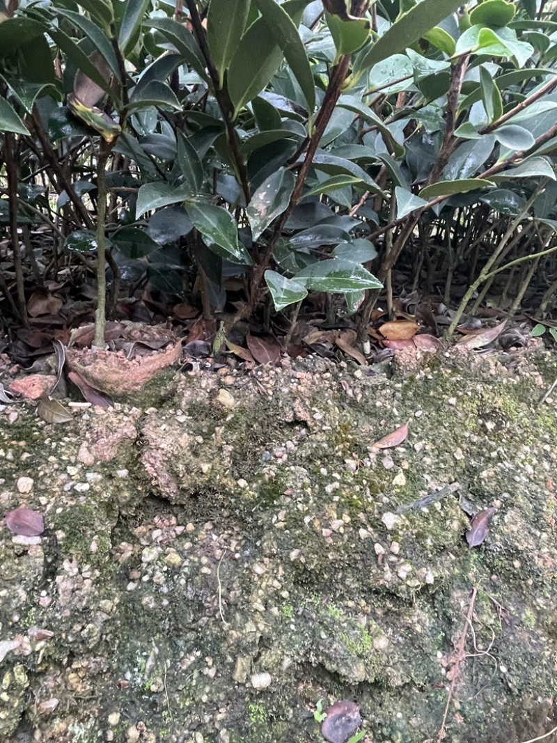 湘林、长林三华小杯苗大杯苗裸根苗都有