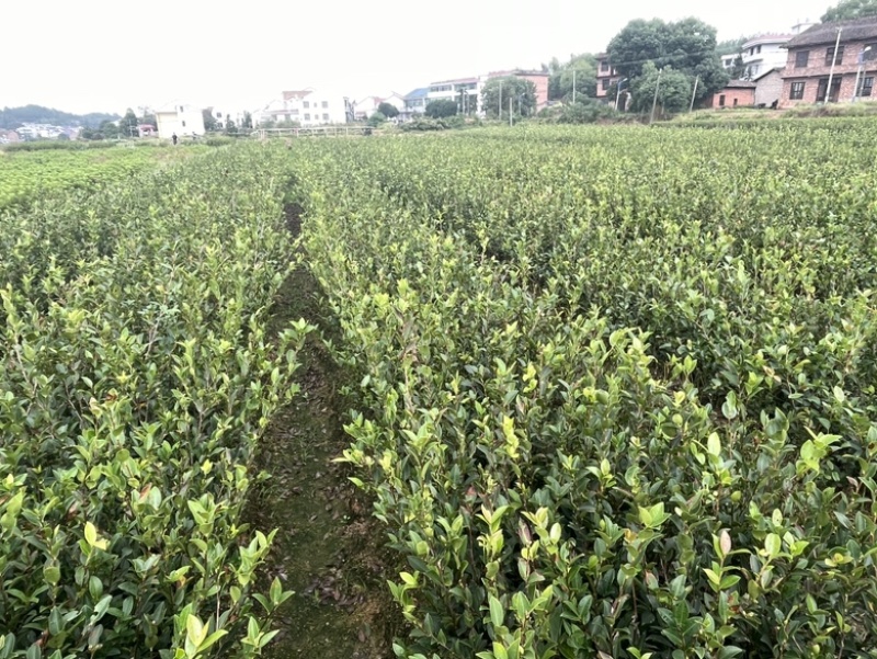 湘林、长林三华小杯苗大杯苗裸根苗都有
