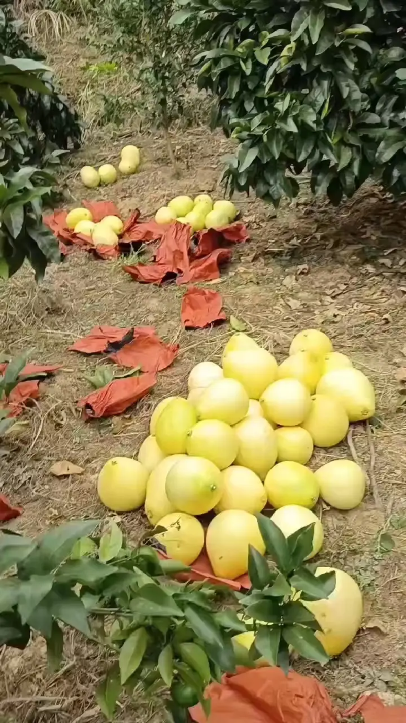 黄金葡萄柚子原产地高山种植不欺瞒客户价格低口感好