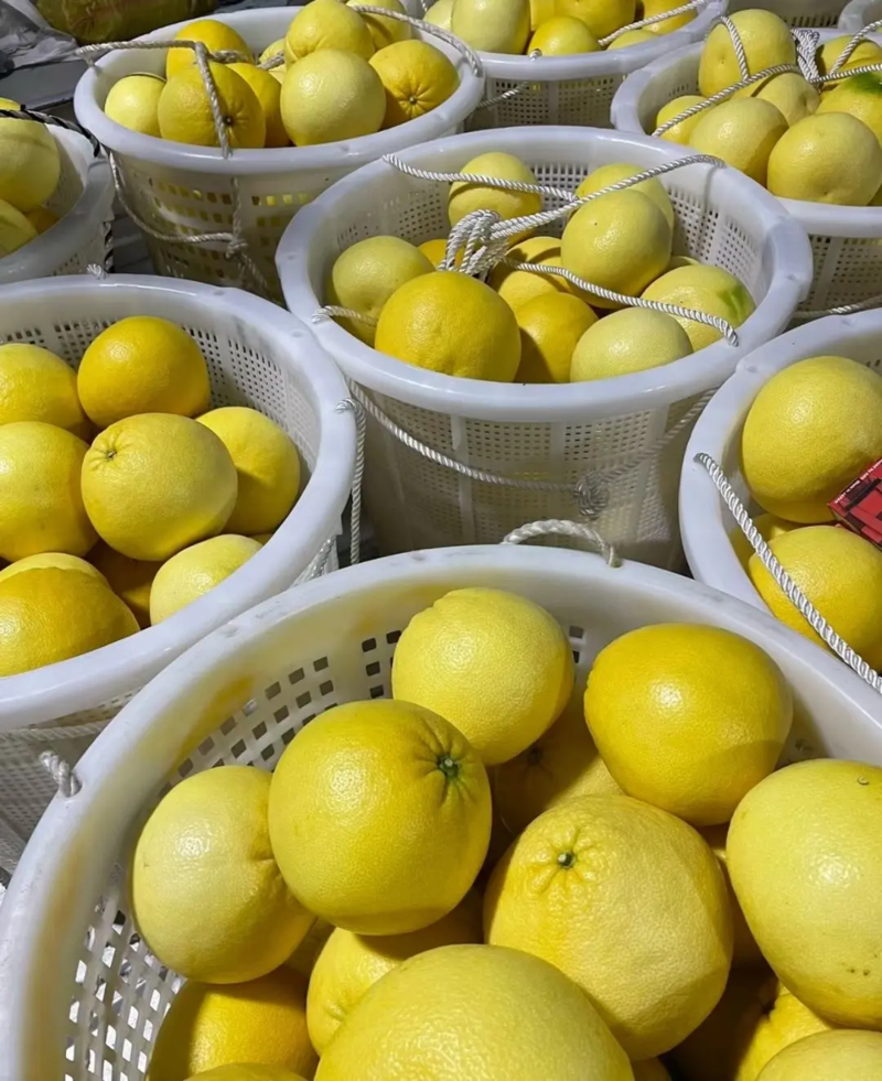 黄金葡萄柚子原产地高山种植不欺瞒客户价格低口感好