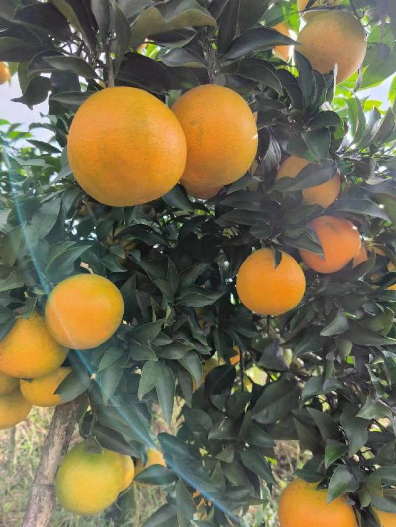 爱媛38