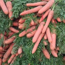 中牟产地精品胡萝卜正在大量上市中欢迎选购