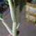 白菜心预定从快！