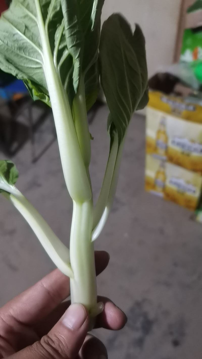 白菜心预定从快！