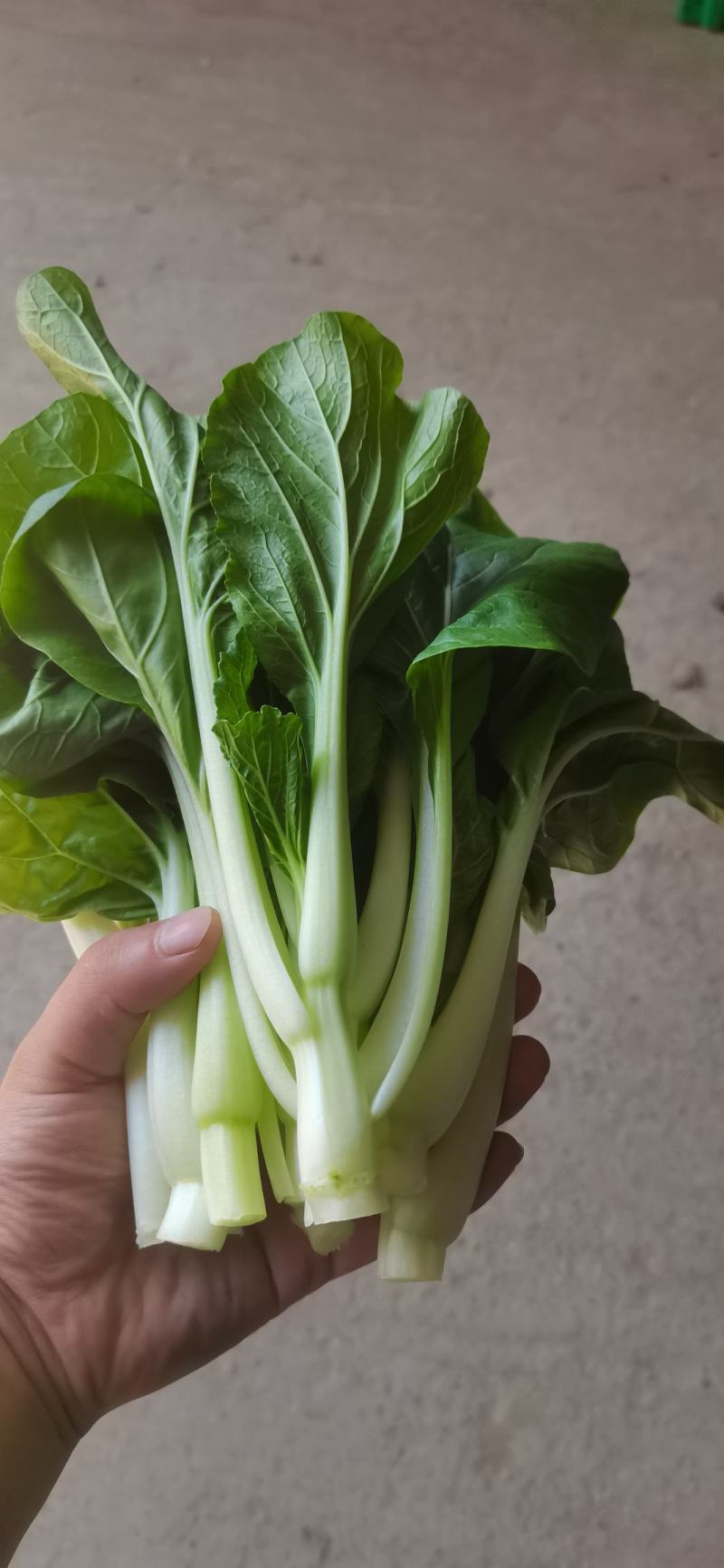 白菜心预定从快！