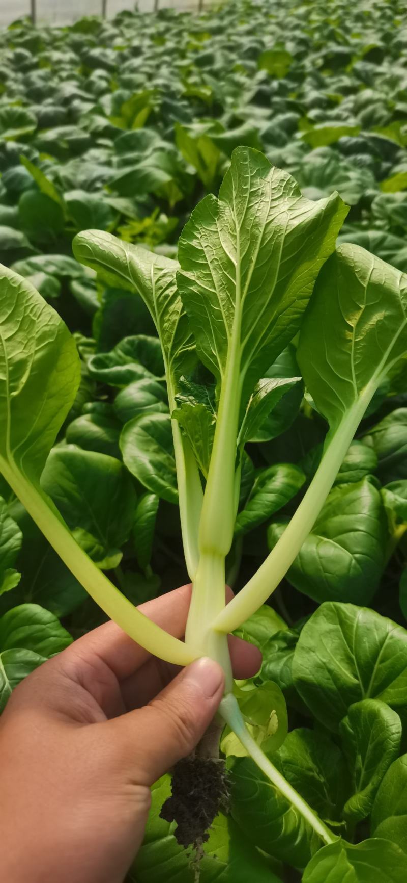 白菜心预定从快！
