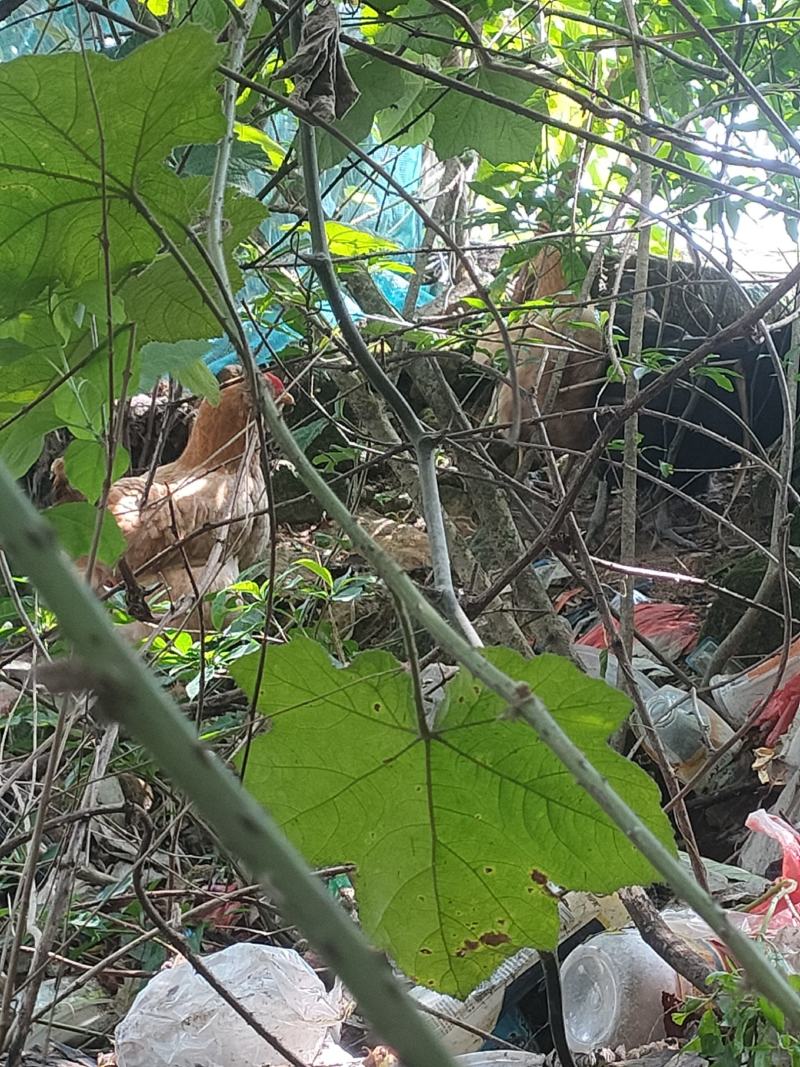 正宗家养土鸡走地鸡散养山林吃五谷杂粮长大附近可送上门