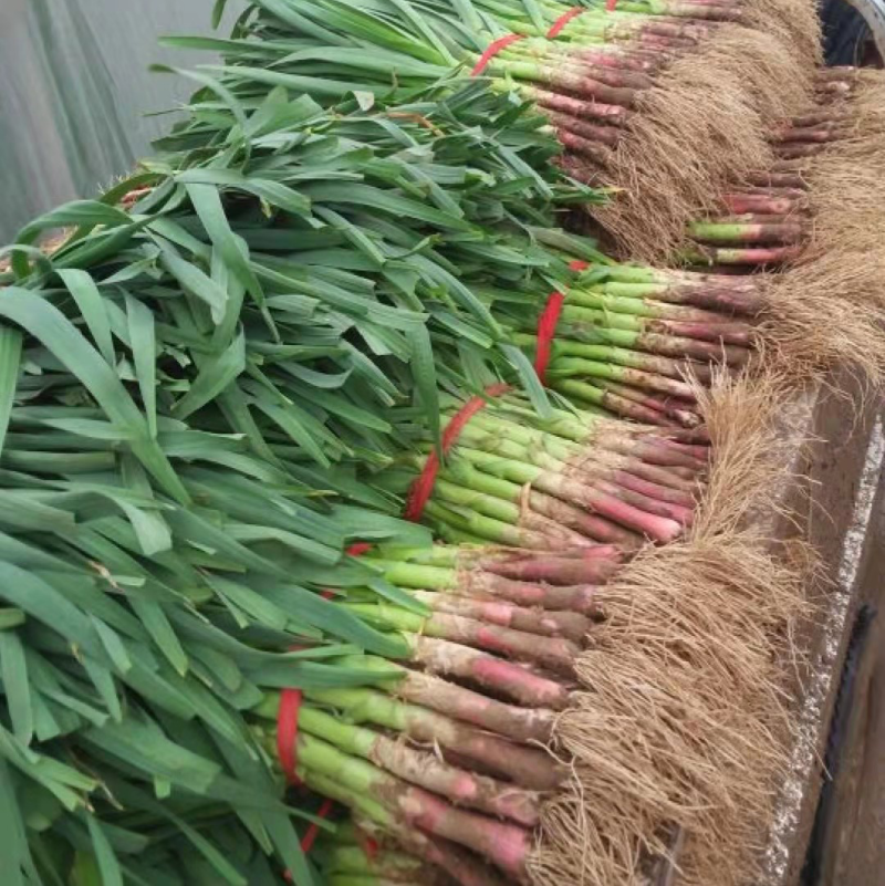 蒜苗红跟蒜苗质优价廉春节前每天挂车发货量大从优