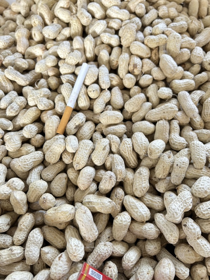 精选洗子花生白沙果，欢迎选购、宜宾花生正在热售中