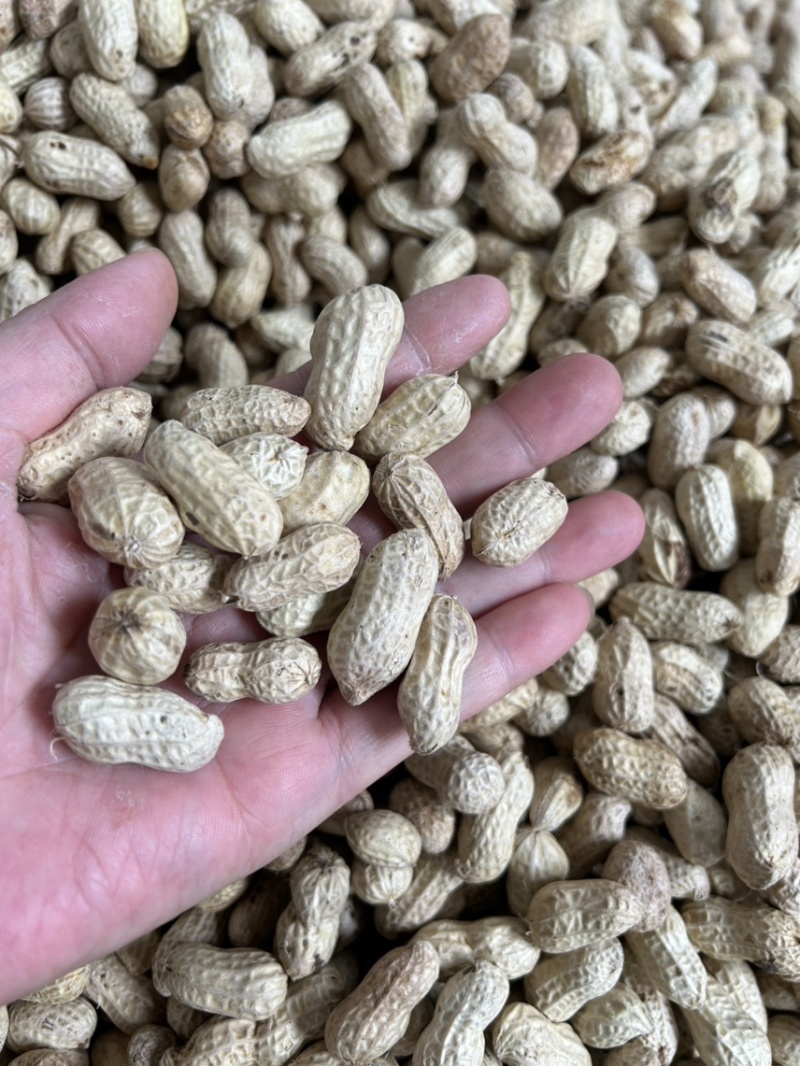 精选洗子花生白沙果，欢迎选购、宜宾花生正在热售中