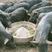 藏香猪种苗20-50斤-常年批发-货到付款-零售到家