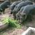 藏香猪种苗20-50斤-常年批发-货到付款-零售到家