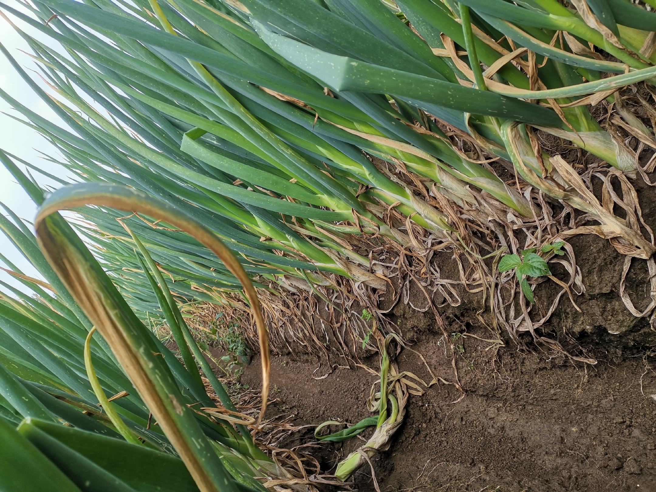 章丘大葱田间种植场景