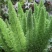 狐尾天门冬苗【盘栽天门冬要开花结籽漂亮美观】可观赏药两用