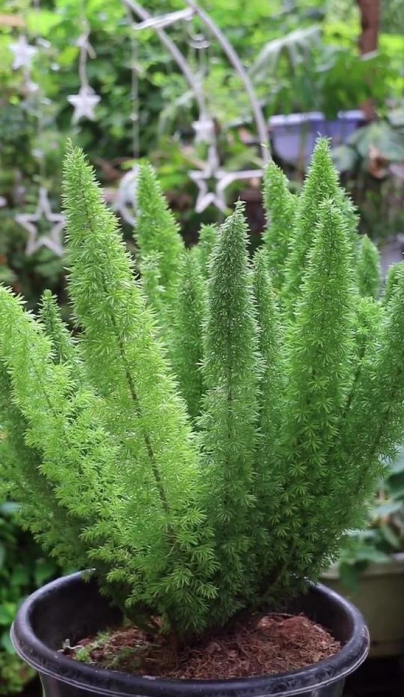狐尾天门冬苗【盘栽天门冬要开花结籽漂亮美观】可观赏药两用
