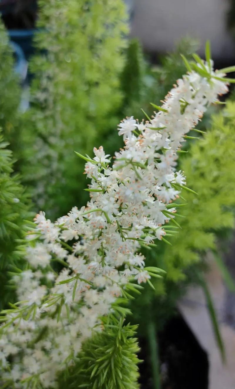 狐尾天门冬苗【盘栽天门冬要开花结籽漂亮美观】可观赏药两用