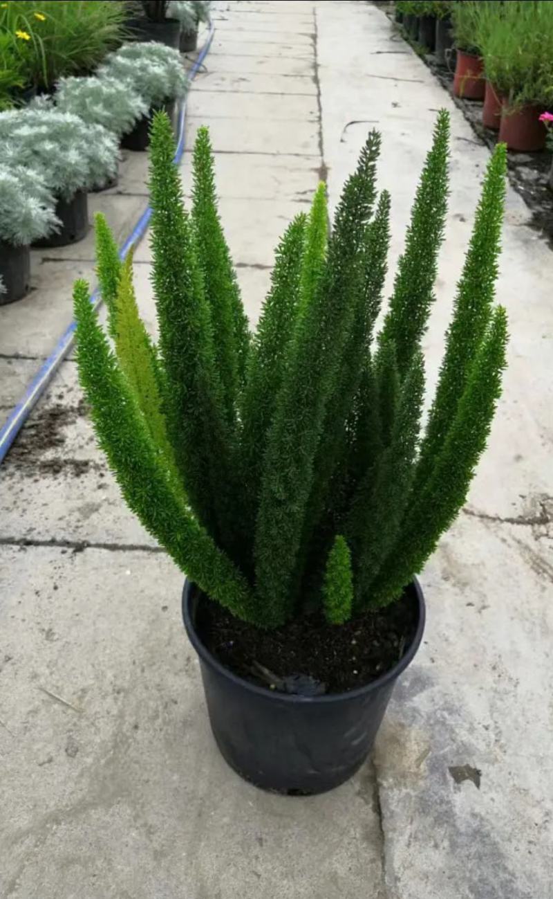狐尾天门冬苗【盘栽天门冬要开花结籽漂亮美观】可观赏药两用