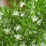 狐尾天门冬苗【盘栽天门冬要开花结籽漂亮美观】可观赏药两用