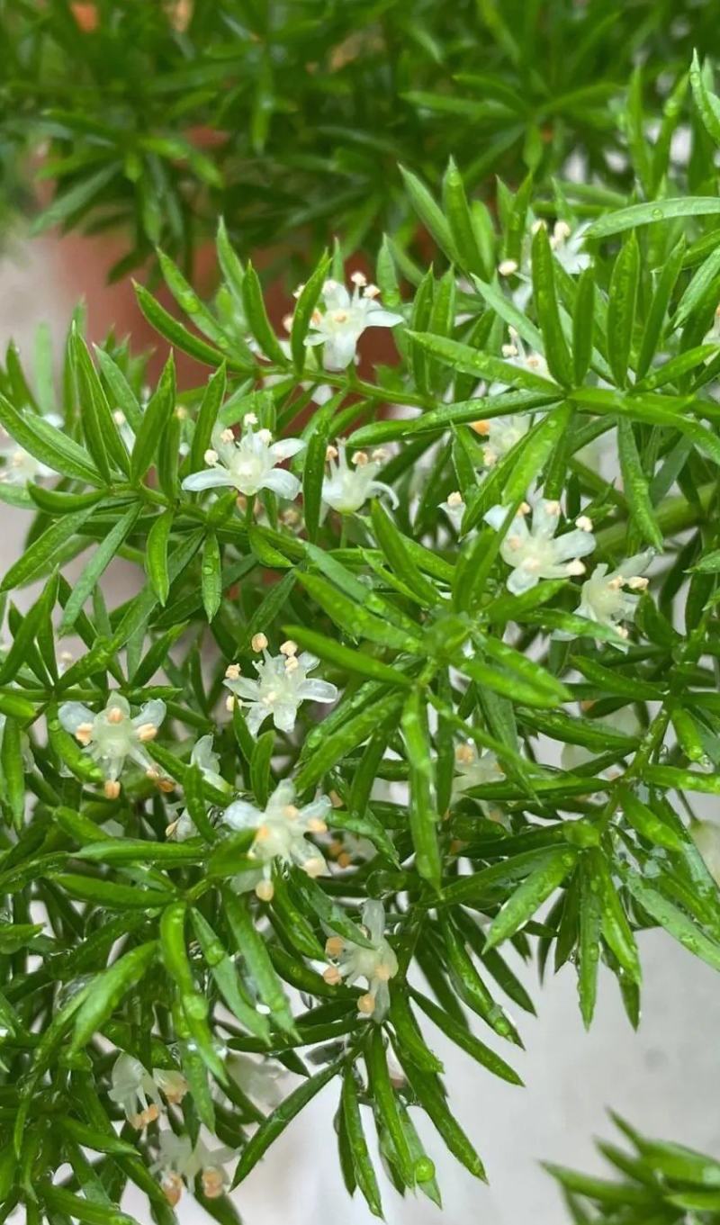 狐尾天门冬苗【盘栽天门冬要开花结籽漂亮美观】可观赏药两用