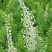 狐尾天门冬苗【盘栽天门冬要开花结籽漂亮美观】可观赏药两用