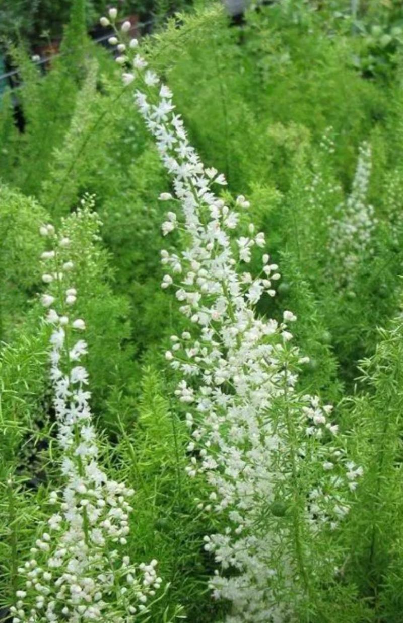 狐尾天门冬苗【盘栽天门冬要开花结籽漂亮美观】可观赏药两用