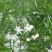 狐尾天门冬苗【盘栽天门冬要开花结籽漂亮美观】可观赏药两用