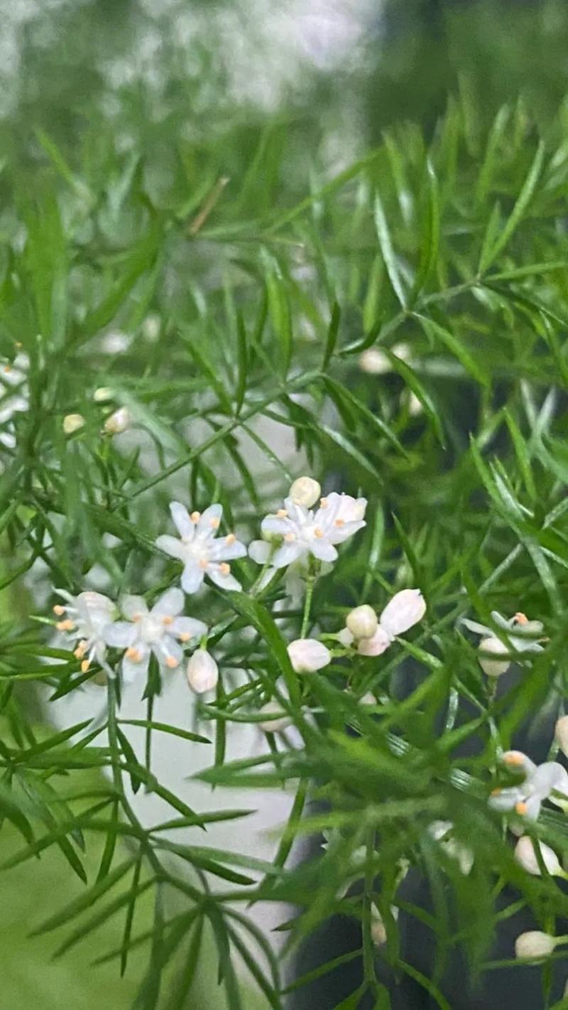狐尾天门冬苗【盘栽天门冬要开花结籽漂亮美观】可观赏药两用