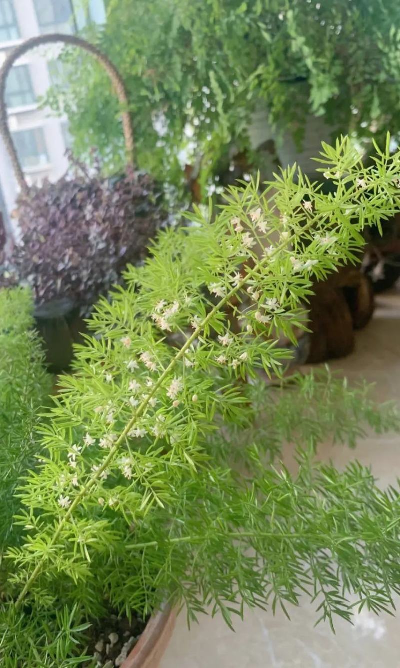 狐尾天门冬苗【盘栽天门冬要开花结籽漂亮美观】可观赏药两用