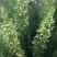 狐尾天门冬苗【盘栽天门冬要开花结籽漂亮美观】可观赏药两用