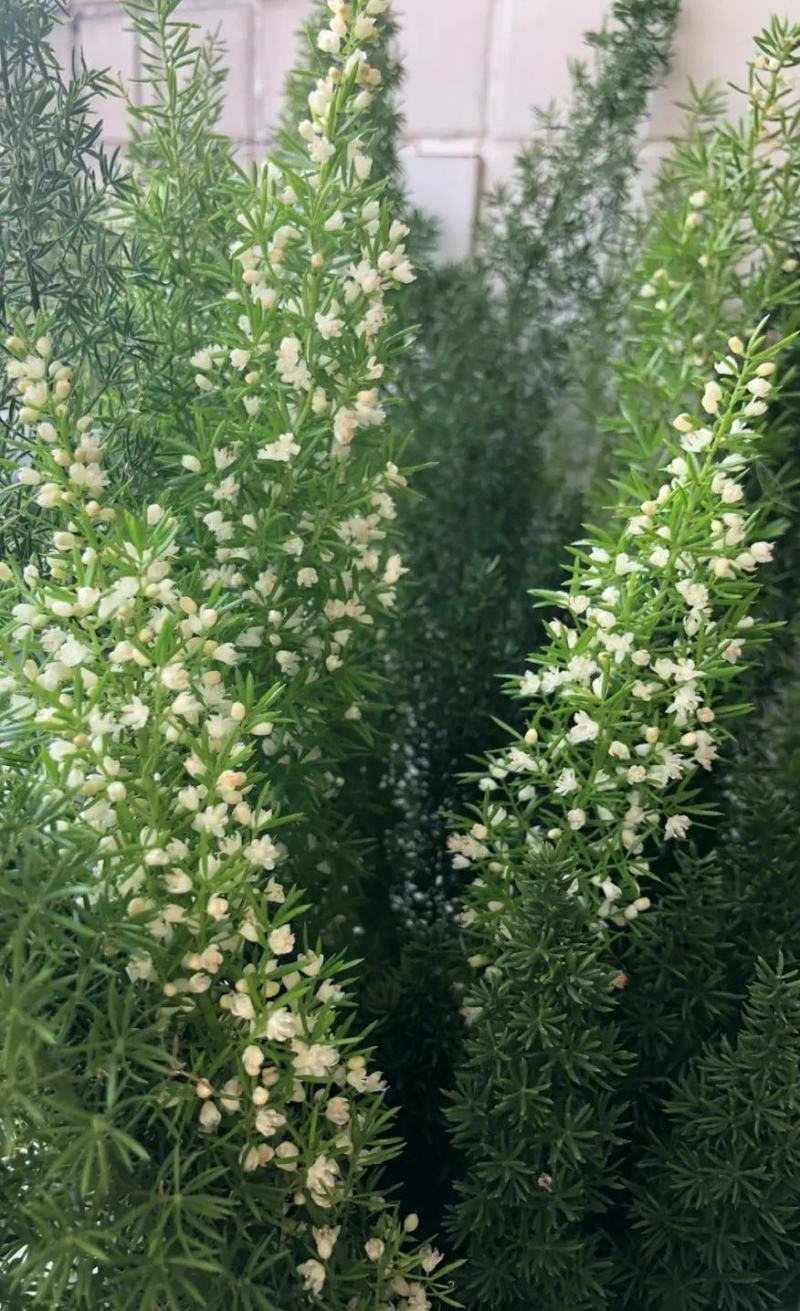 狐尾天门冬苗【盘栽天门冬要开花结籽漂亮美观】可观赏药两用