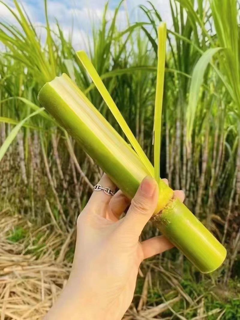礼盒装甘蔗对接各种市场欢迎咨询