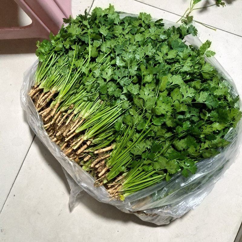 唐山中叶铁杆青香菜大量上市品质保证诚信经营对接市场