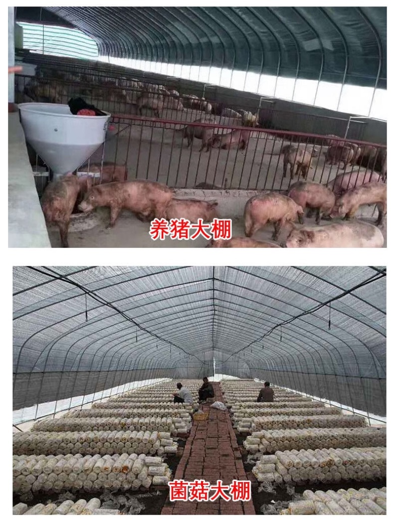 温室养殖大棚养牛棚养羊大棚全国发货包建