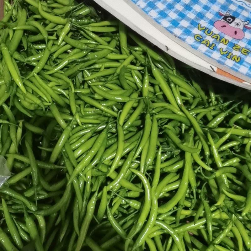 杭椒有要的联系，常年大量货源