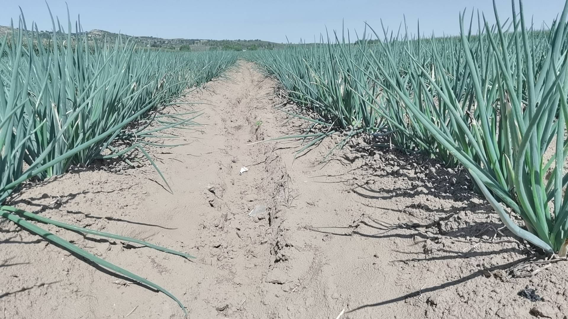 展示大面积种植的红皮洋葱田地,整齐排列的垄沟和绿油油的植株 红皮洋葱种植基地航拍图