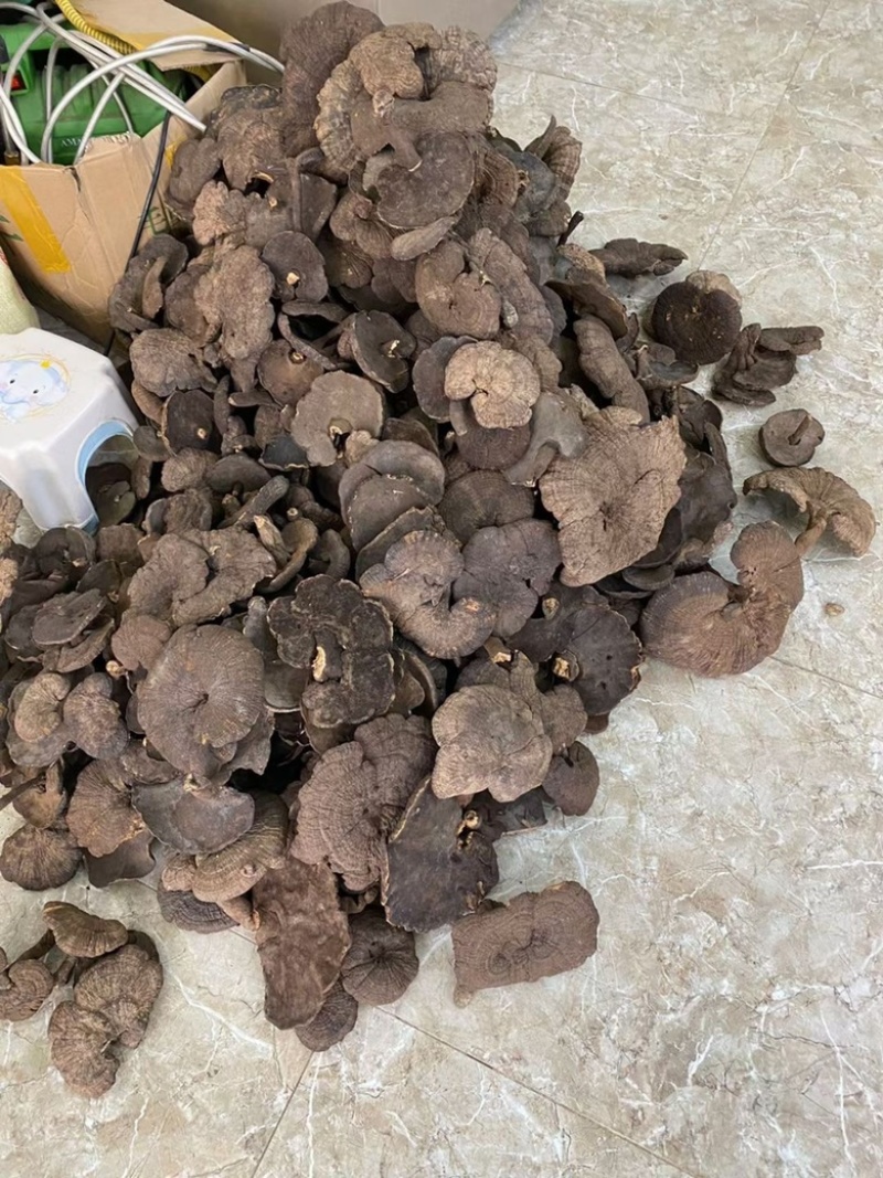 野生香血灵芝黑肉灵芝产地生境质量保证