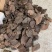 野生香血灵芝黑肉灵芝产地生境质量保证