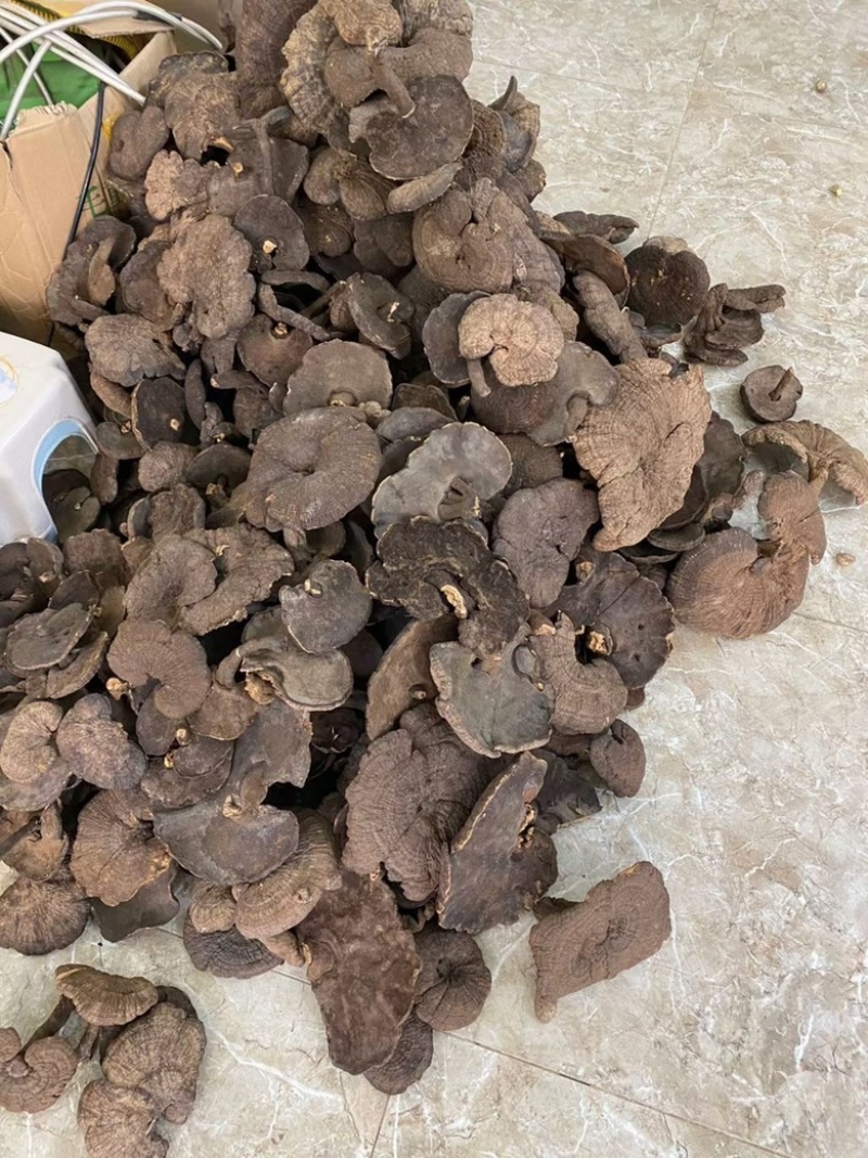 野生香血灵芝黑肉灵芝产地生境质量保证