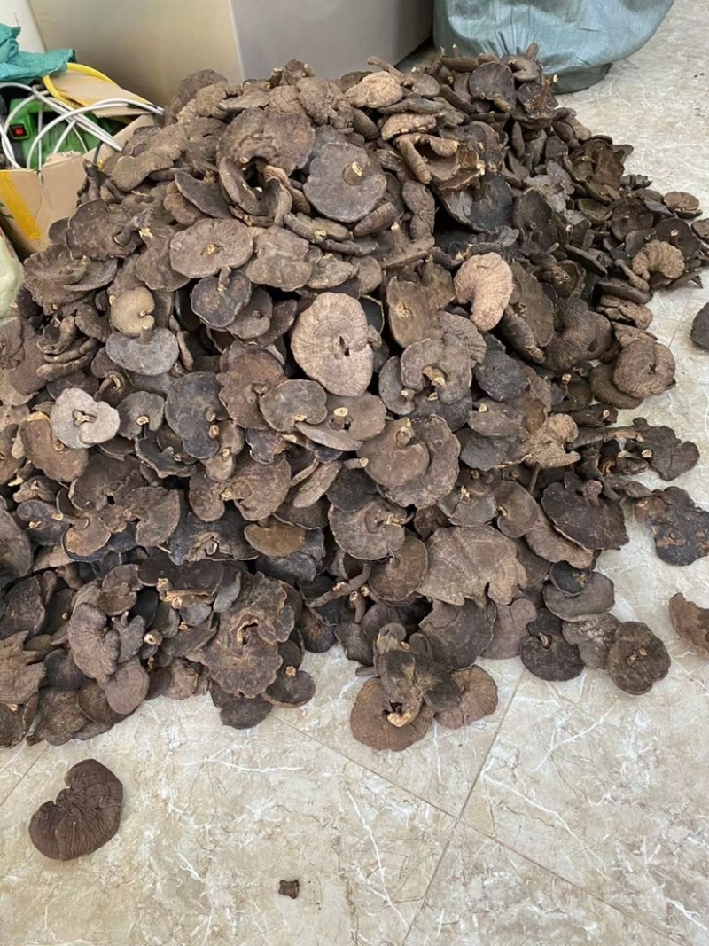 野生香血灵芝黑肉灵芝产地生境质量保证