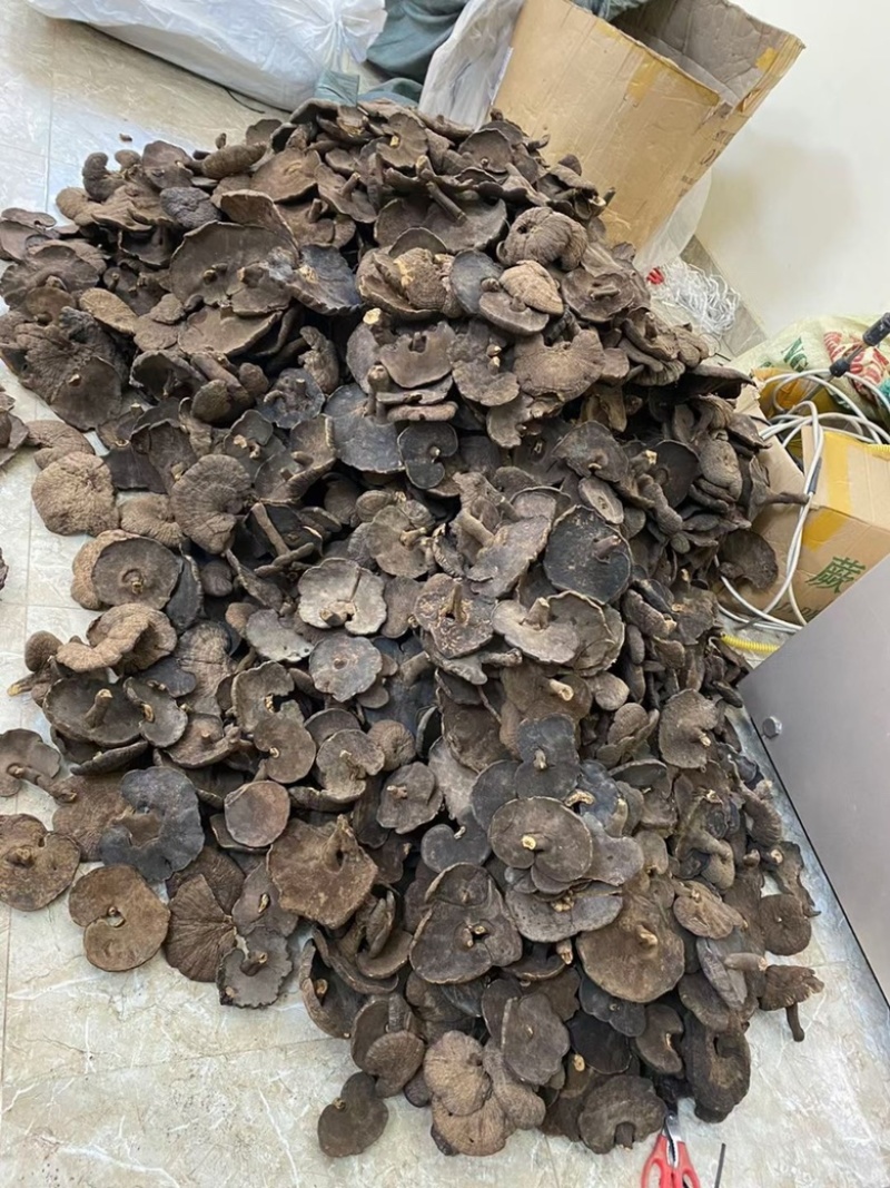 野生香血灵芝黑肉灵芝产地生境质量保证