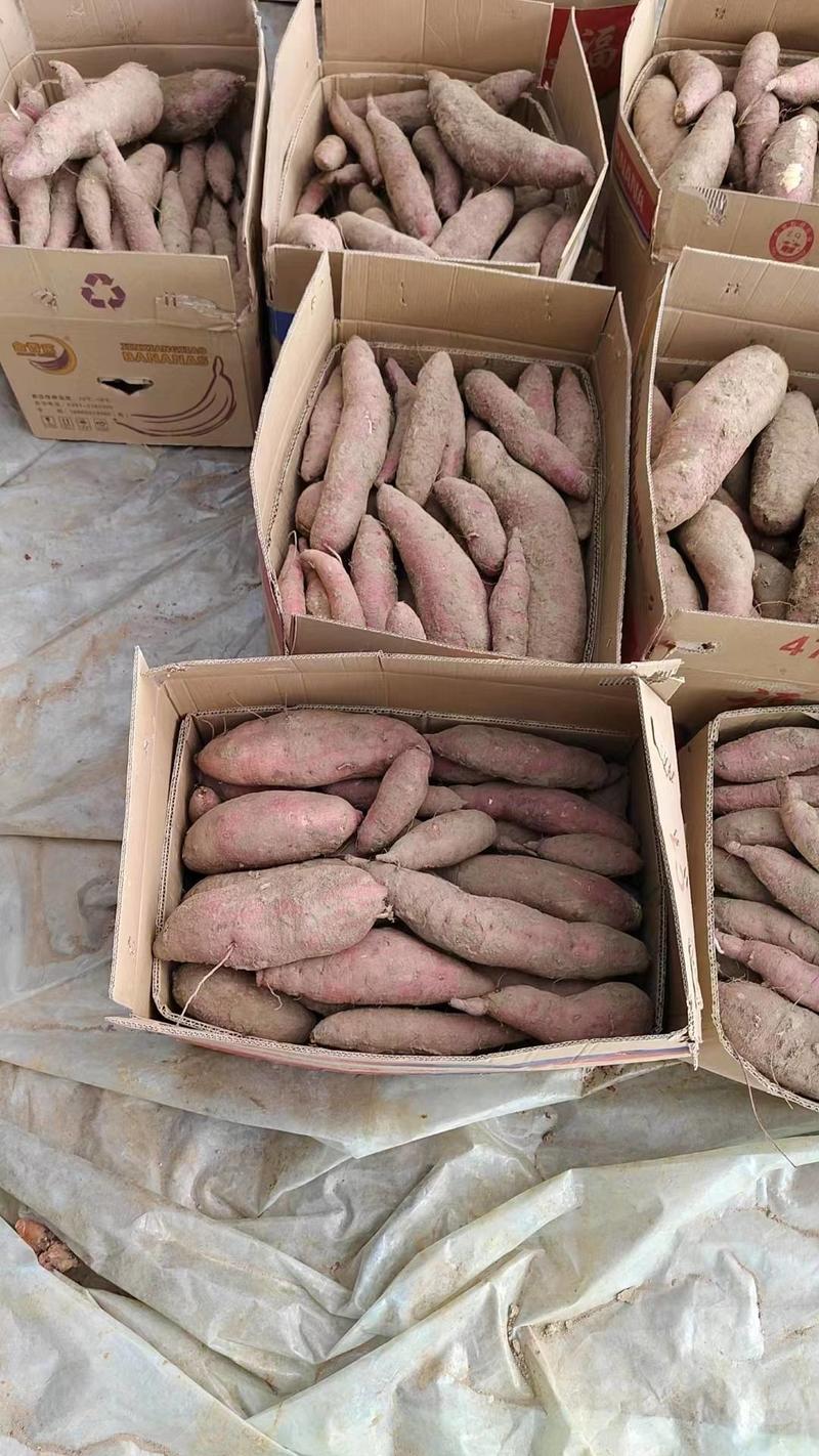 西瓜红，烟25（密薯）济薯26，自产自销保证质量