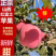 山西万荣纸袋、光果红星色泽鲜艳，口感甜脆货源充足。