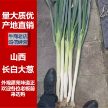 山西万荣长白大葱，葱杆长底色白，货源充足可视频看货。