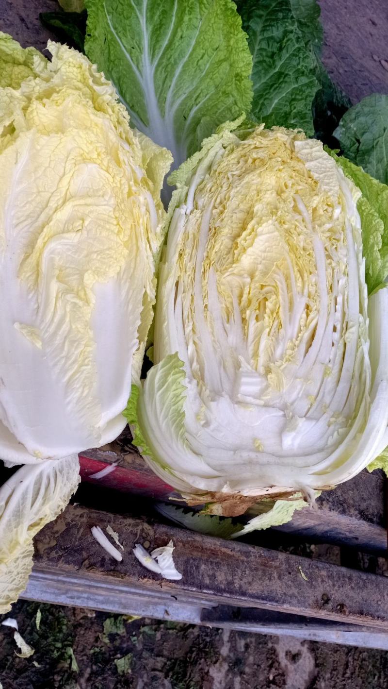 秋季大白菜大量有货3到4斤。需要的老板，来电咨询；