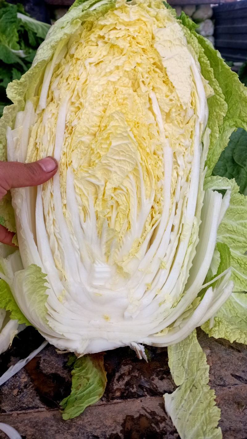 秋季大白菜大量有货3到4斤。需要的老板，来电咨询；
