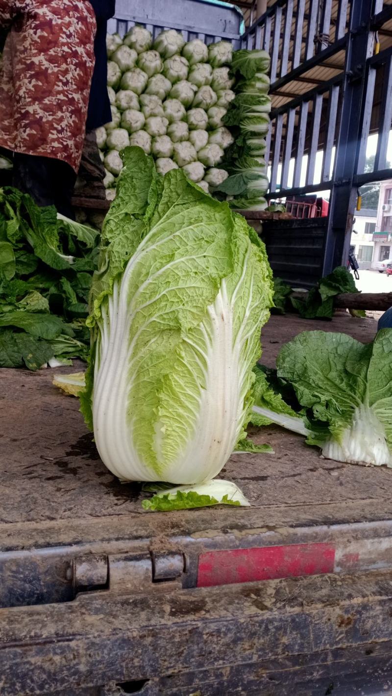 秋季大白菜大量有货3到4斤。需要的老板，来电咨询；